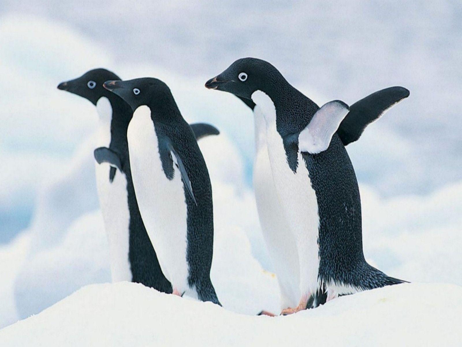 Cute Linux Wallpaper Linux Penguin Background