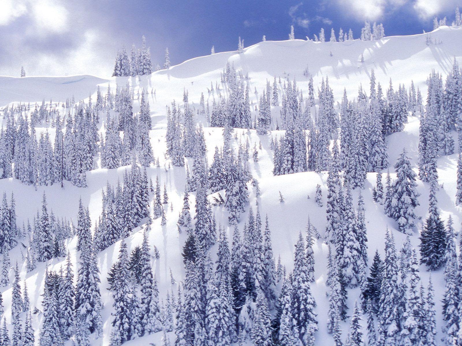 Winter scene wallpaper