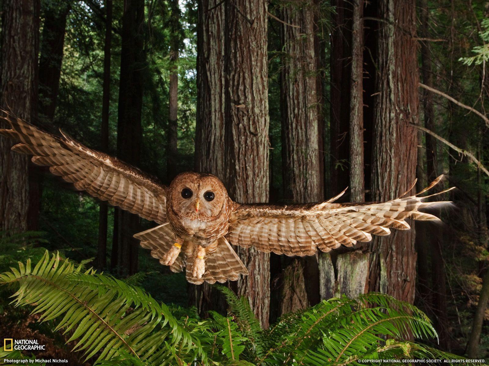 Northern Spotted Owl Photo, Redwood Forest Picture
