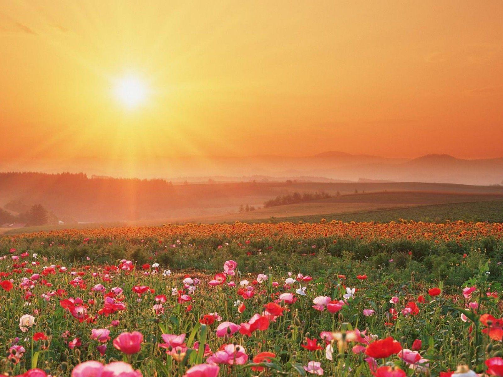 Field Of Flowers Wallpapers - Wallpaper Cave