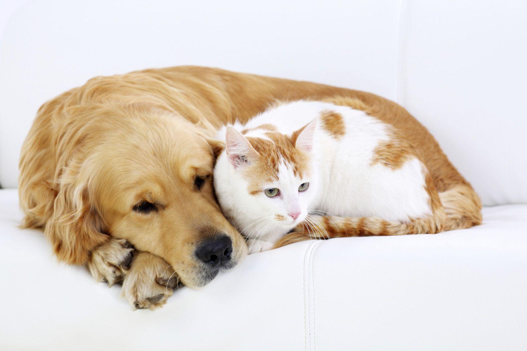 image Cat And Dog Cool Background, Wallpaper, HD Wallpaper
