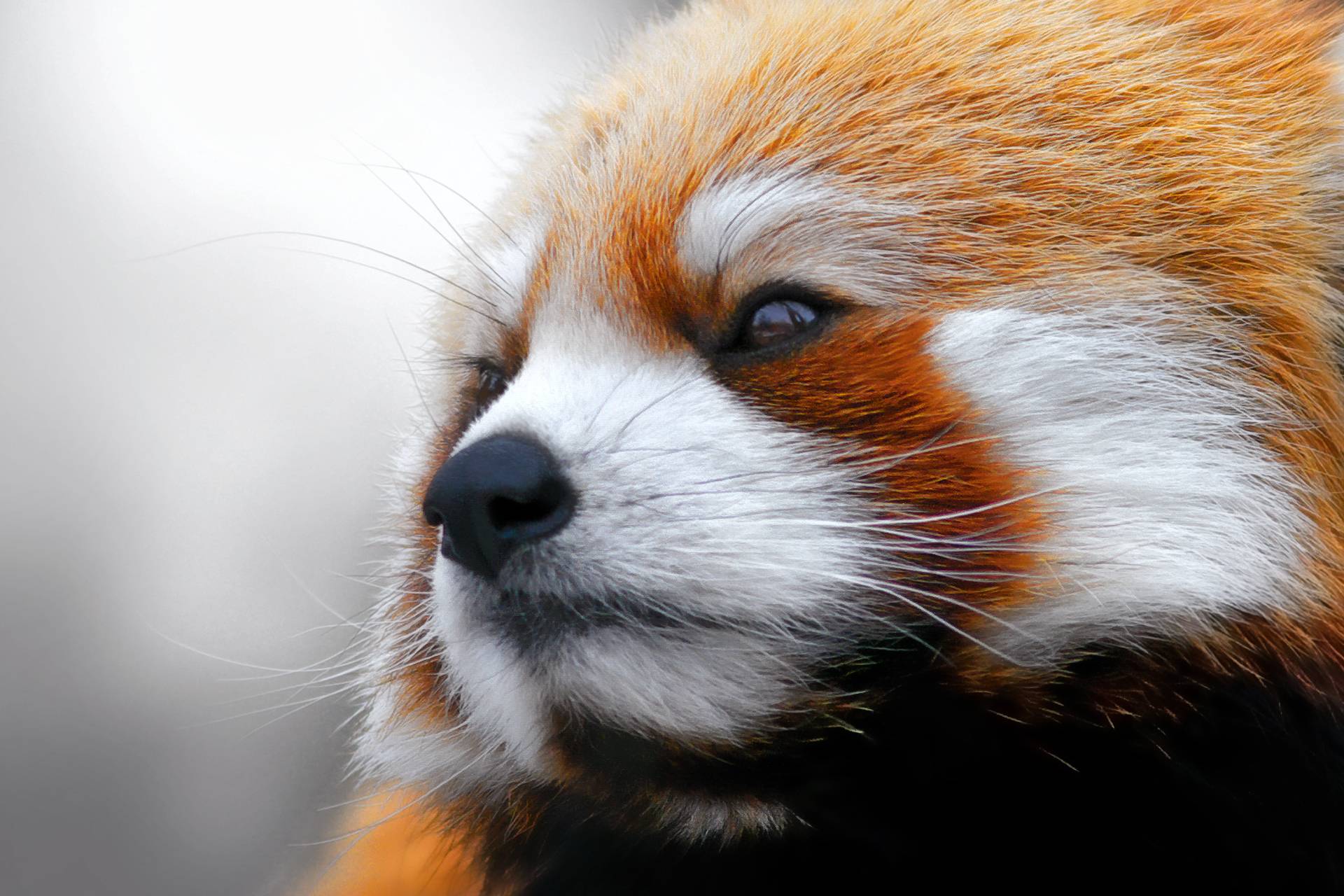 Red Panda Photohoot. Free Download Wallpaper from wallpaperank.com