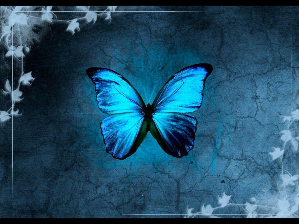 Wallpaper For > Beautiful Blue Butterfly Wallpaper