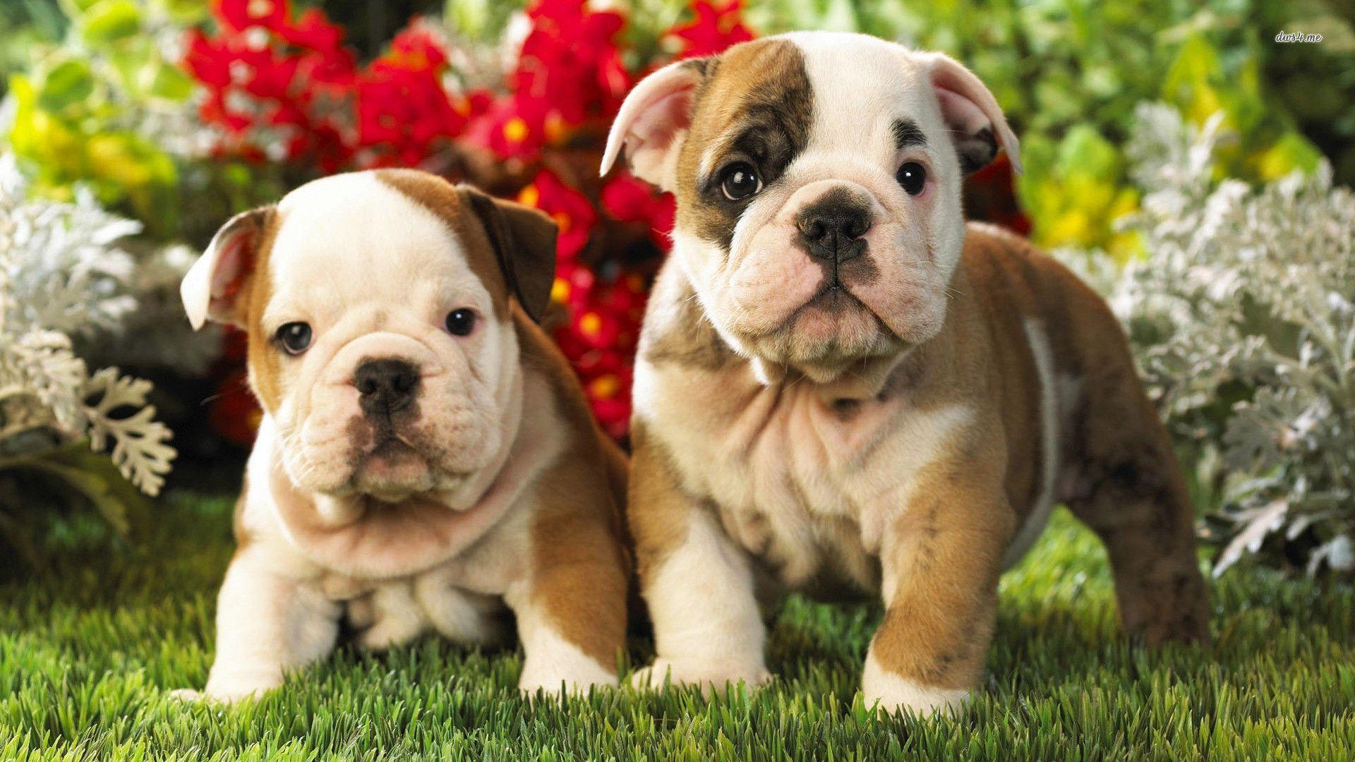 English Bulldog Puppies Wallpaper 1080p « Desktop Background