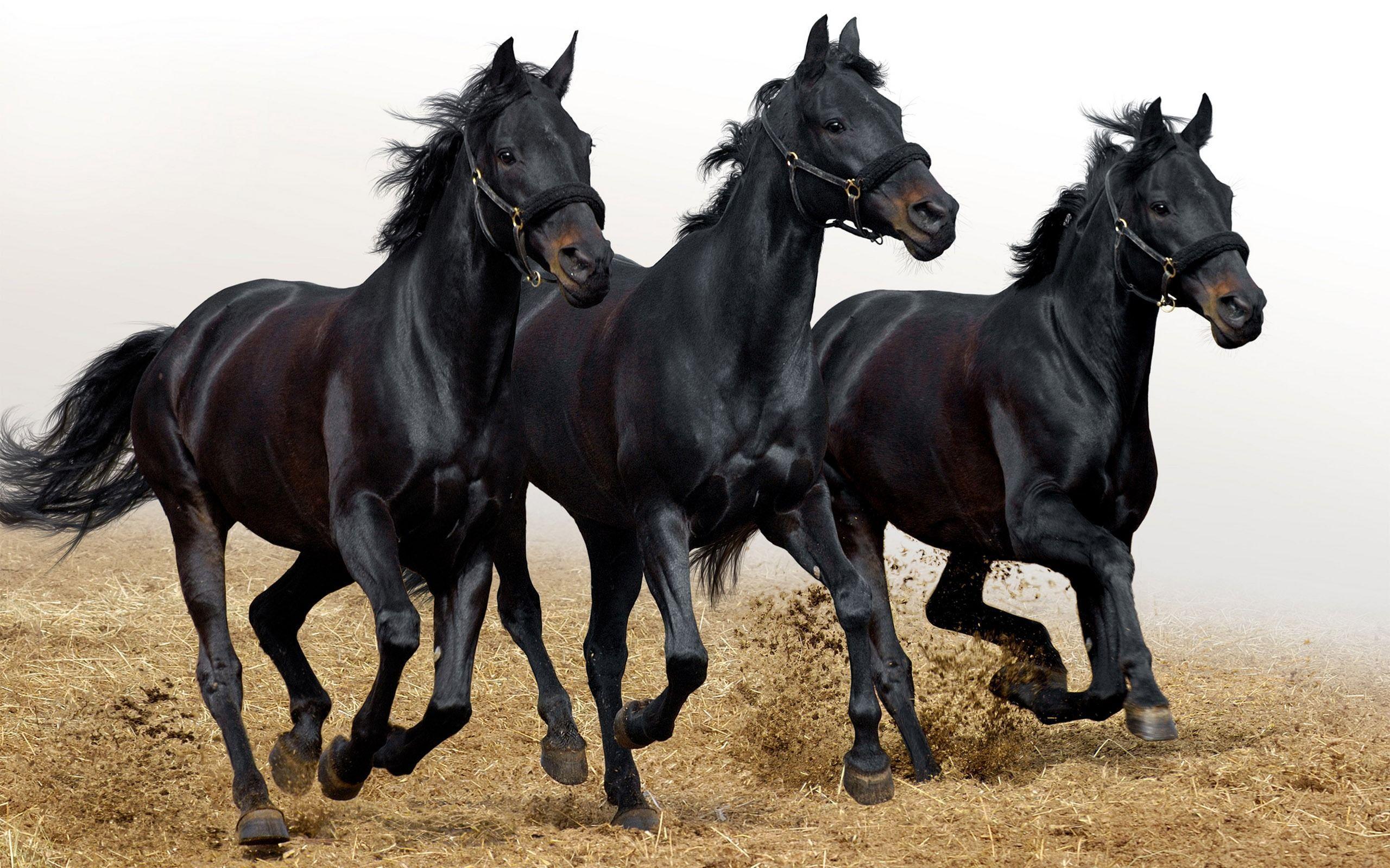 Black Horses Wallpaper