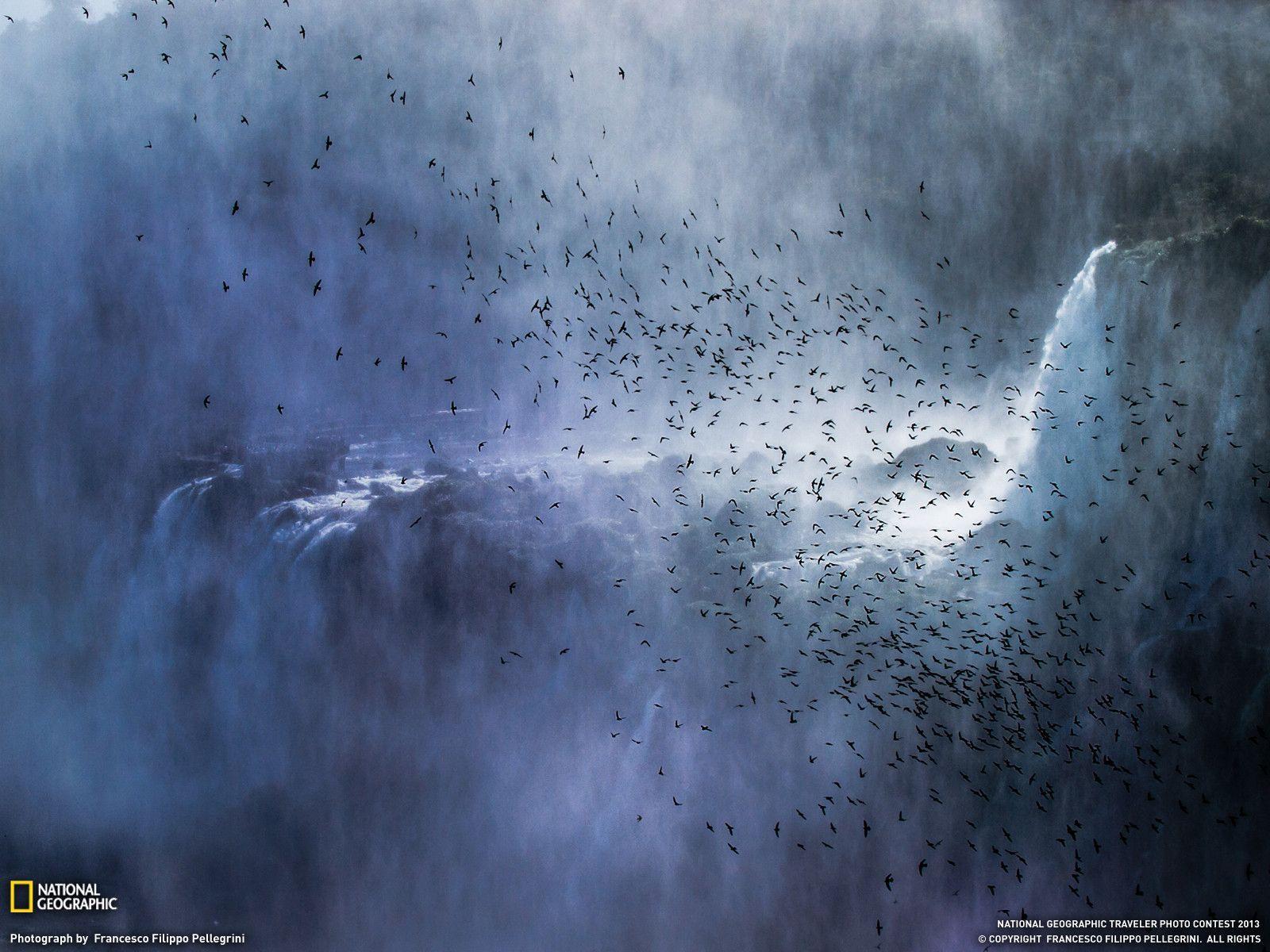 Swifts Picture - Iguazu Falls Wallpaper - National Geographic