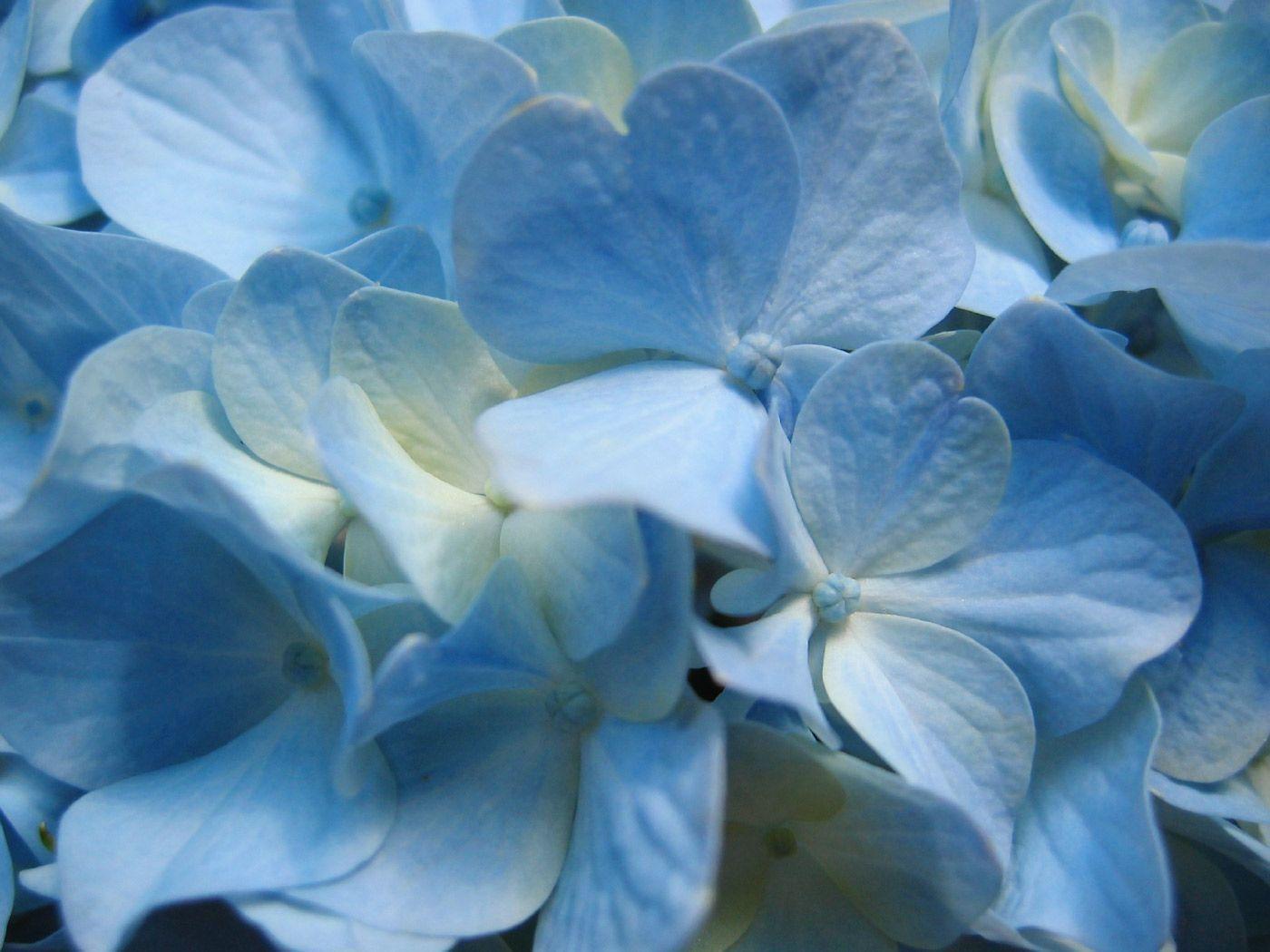 Blue Hydrangea Flower. Photo and Desktop Wallpaper