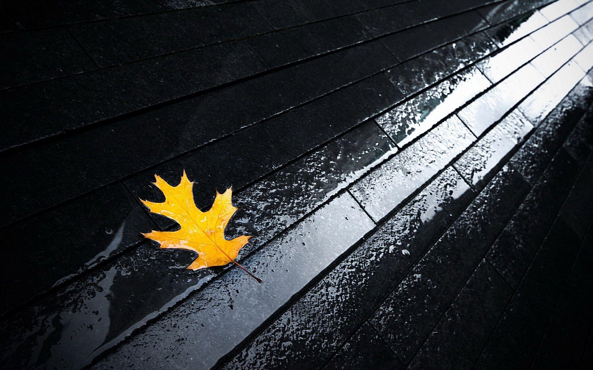 autumn leaf wallpaper and image, picture, photo