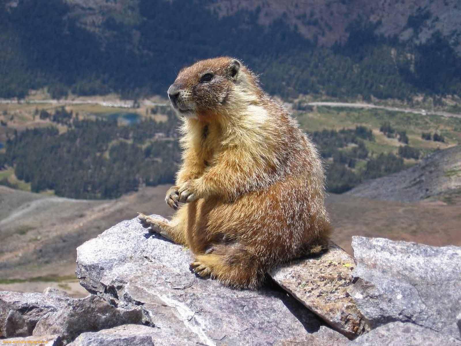 Groundhog sitting on rocks wallpaper