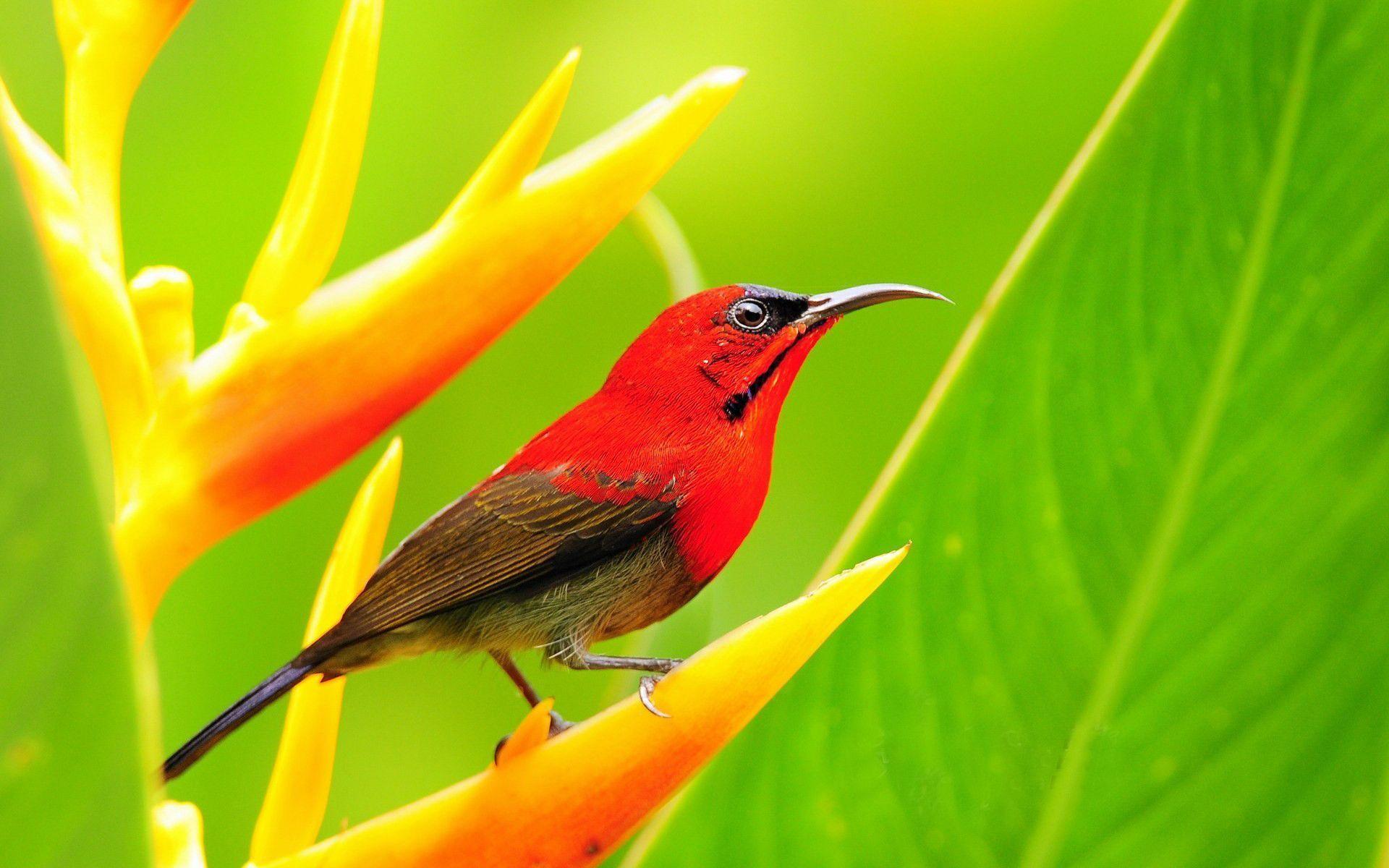 Red Bird wallpaper and image, picture, photo