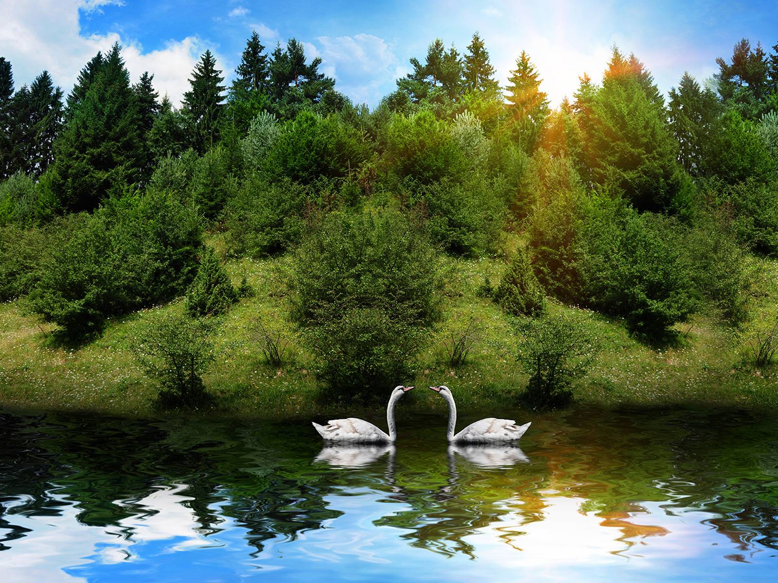 Beautiful Nature and Swan Wallpaper