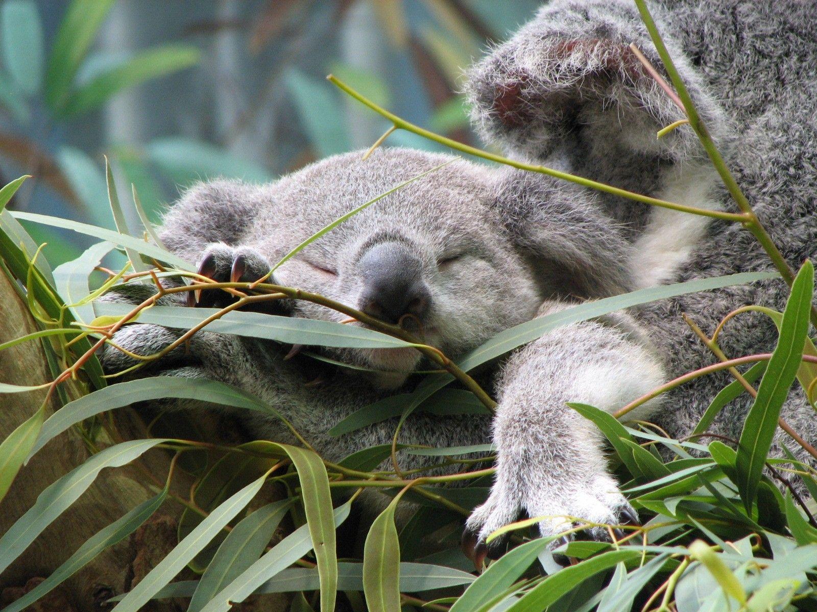 Download Animals Koalas Wallpaper 1600x1200