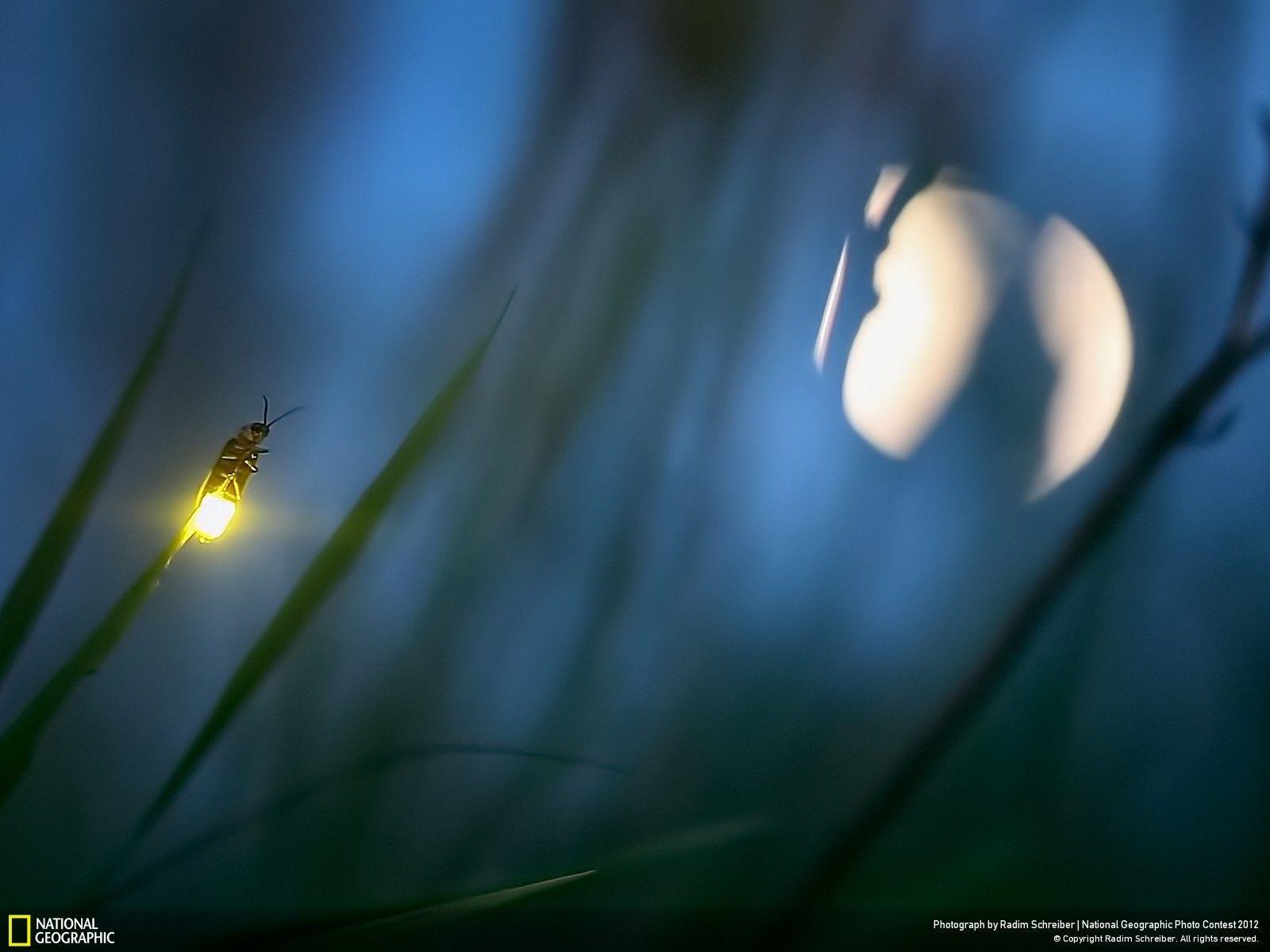 Firefly and Moon Geographic Photo Contest 2012