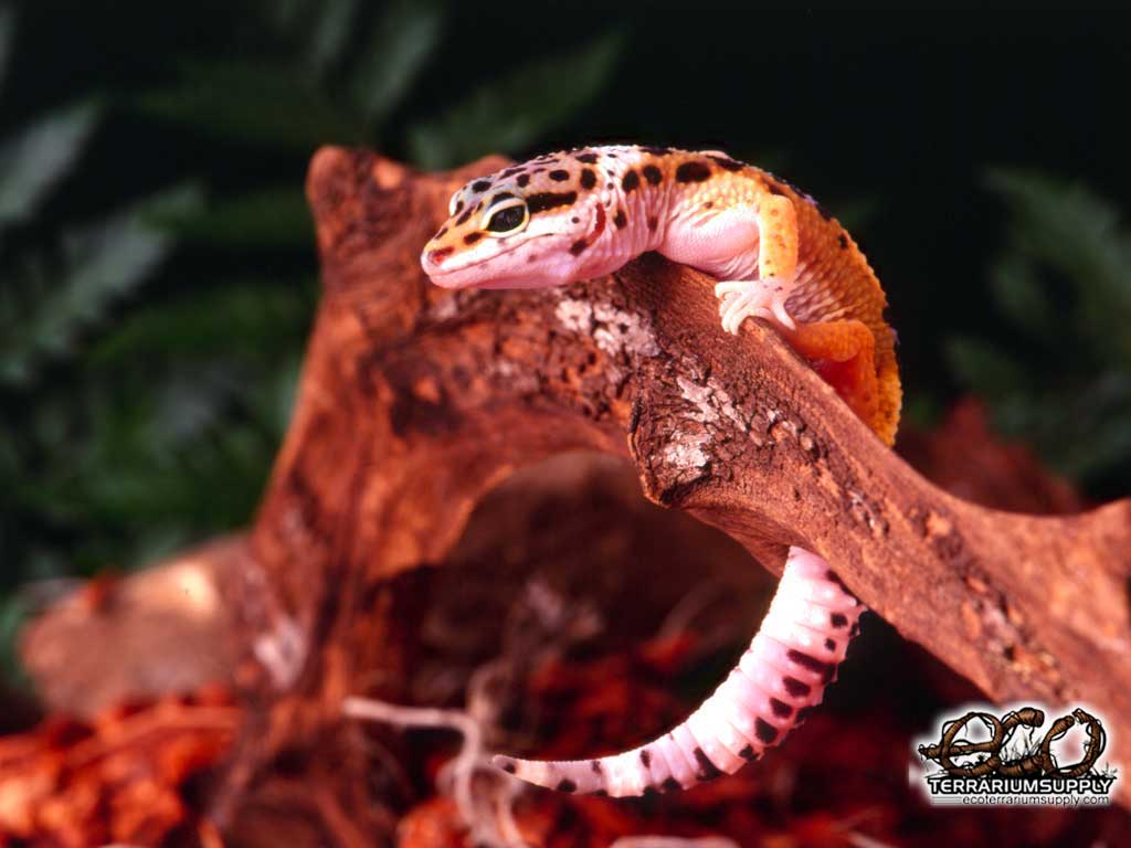 Gecko Wallpaper Animal Wallpaper
