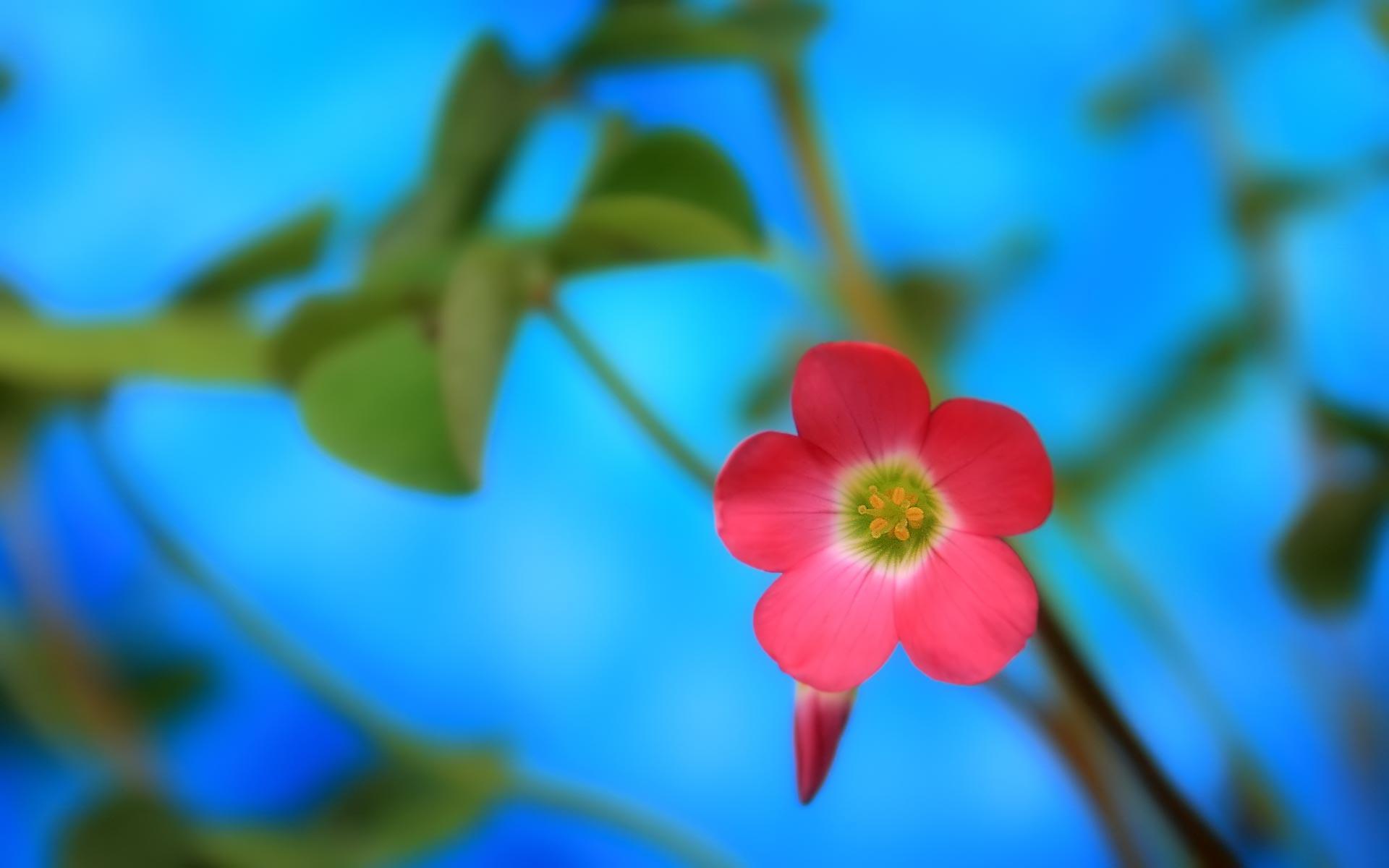 Desktop Wallpaper · Gallery · Nature · Spring flower. Free