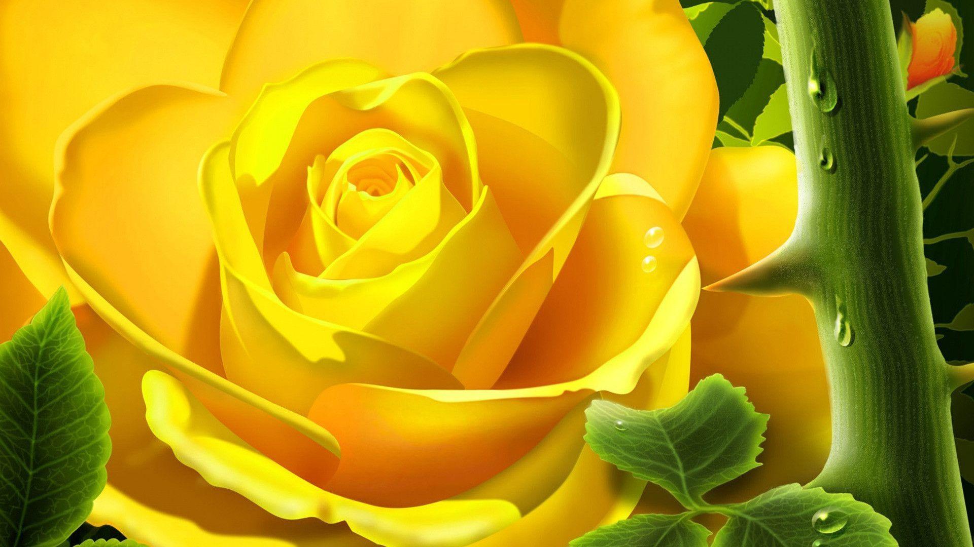 Yellow rose wallpaper #