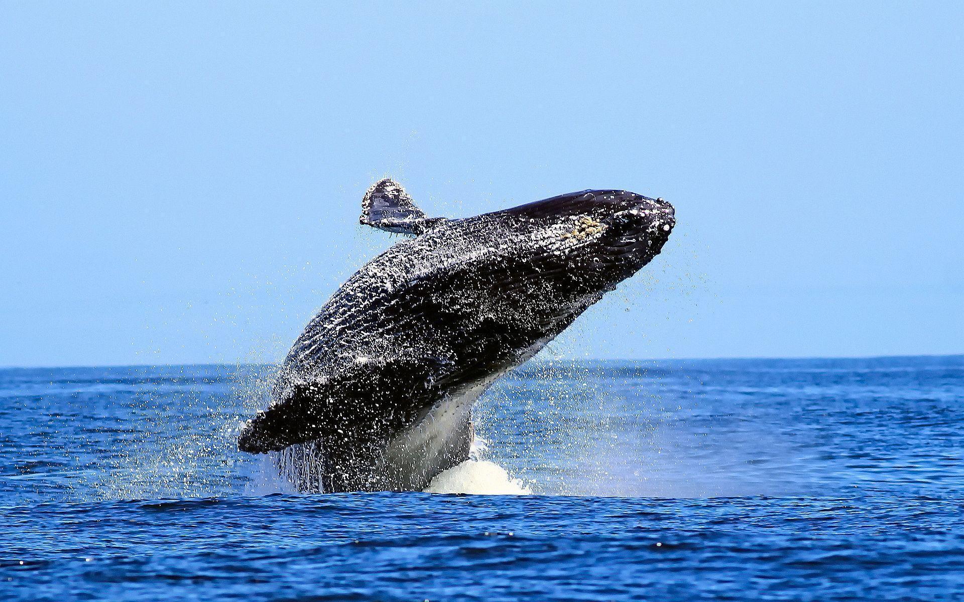 Blue Whale Jumping