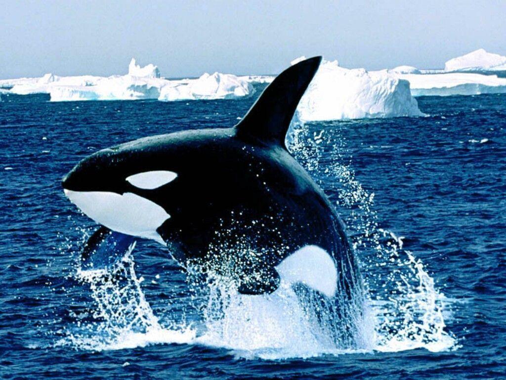 Desktop Wallpaper · Gallery · Animals · Emerging Killer Whale