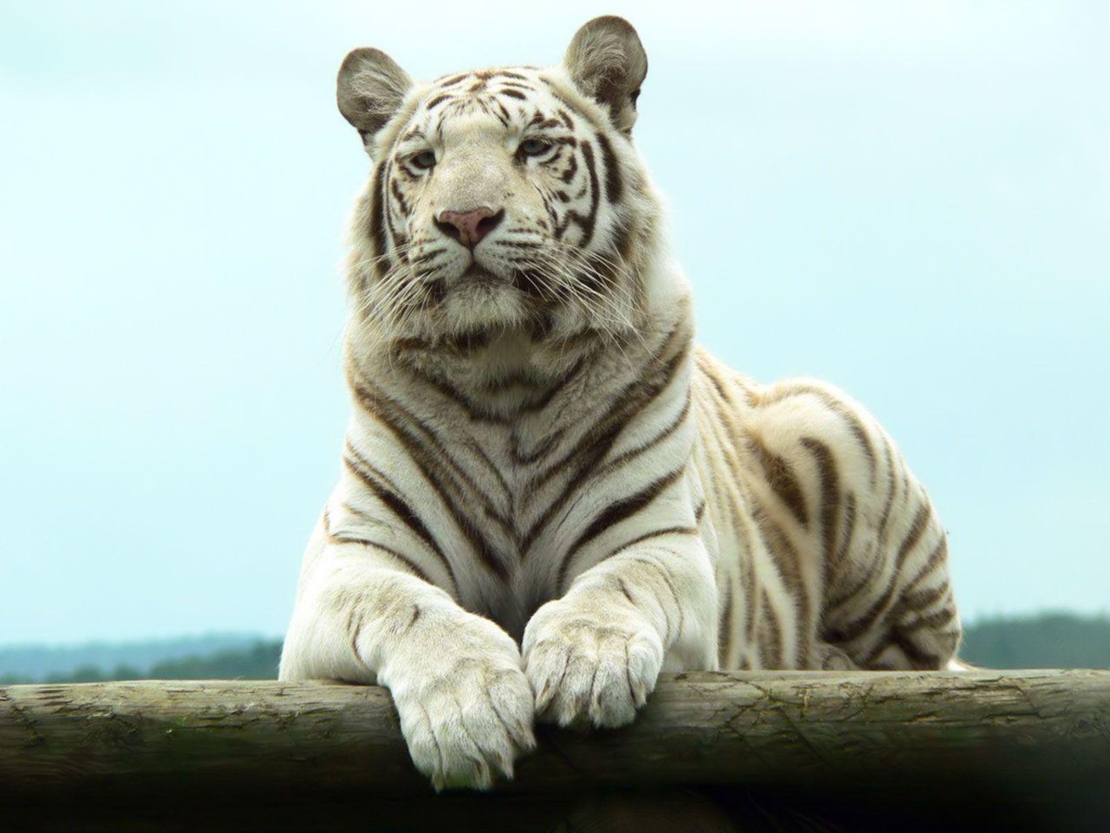 White Bengal Tiger Wallpaper. Free Desk Wallpaper