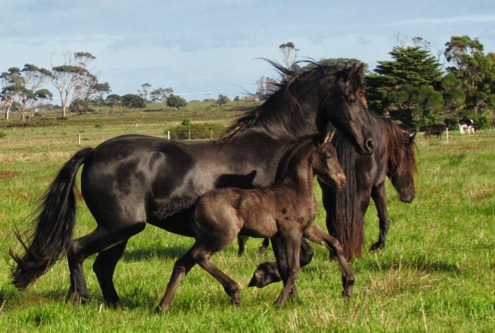 friesian horse family. HD Wallpaper and Download Free Wallpaper