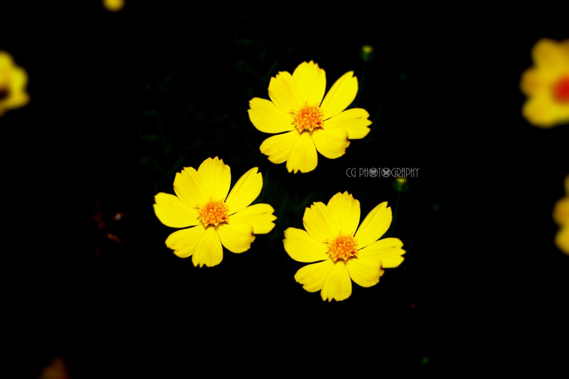 Yellow Flowers Wide Desktop Background Wallpaper HD Free 568724