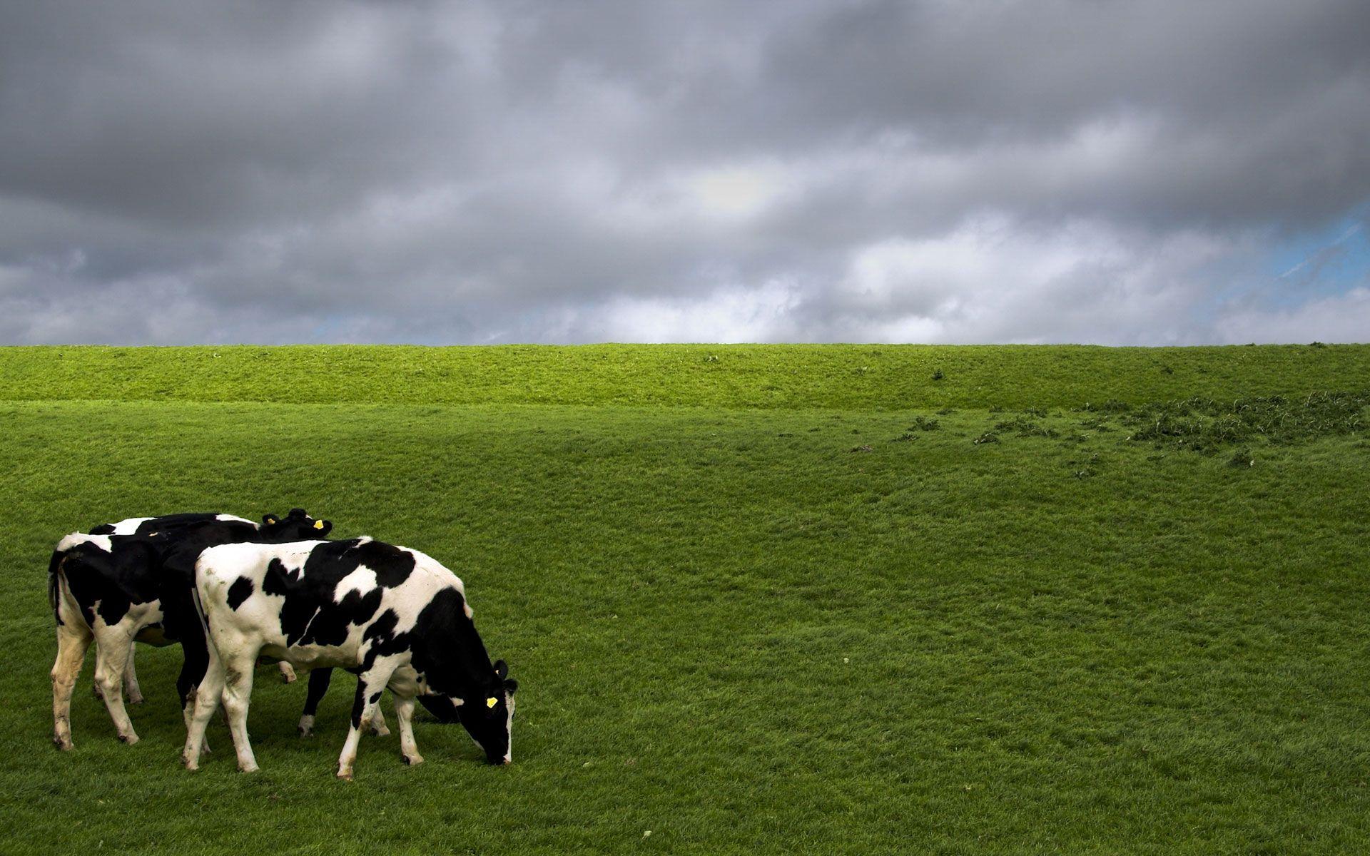 Cow Animal HD Wallpaper. Cow Desktop Image and Picture. Cool