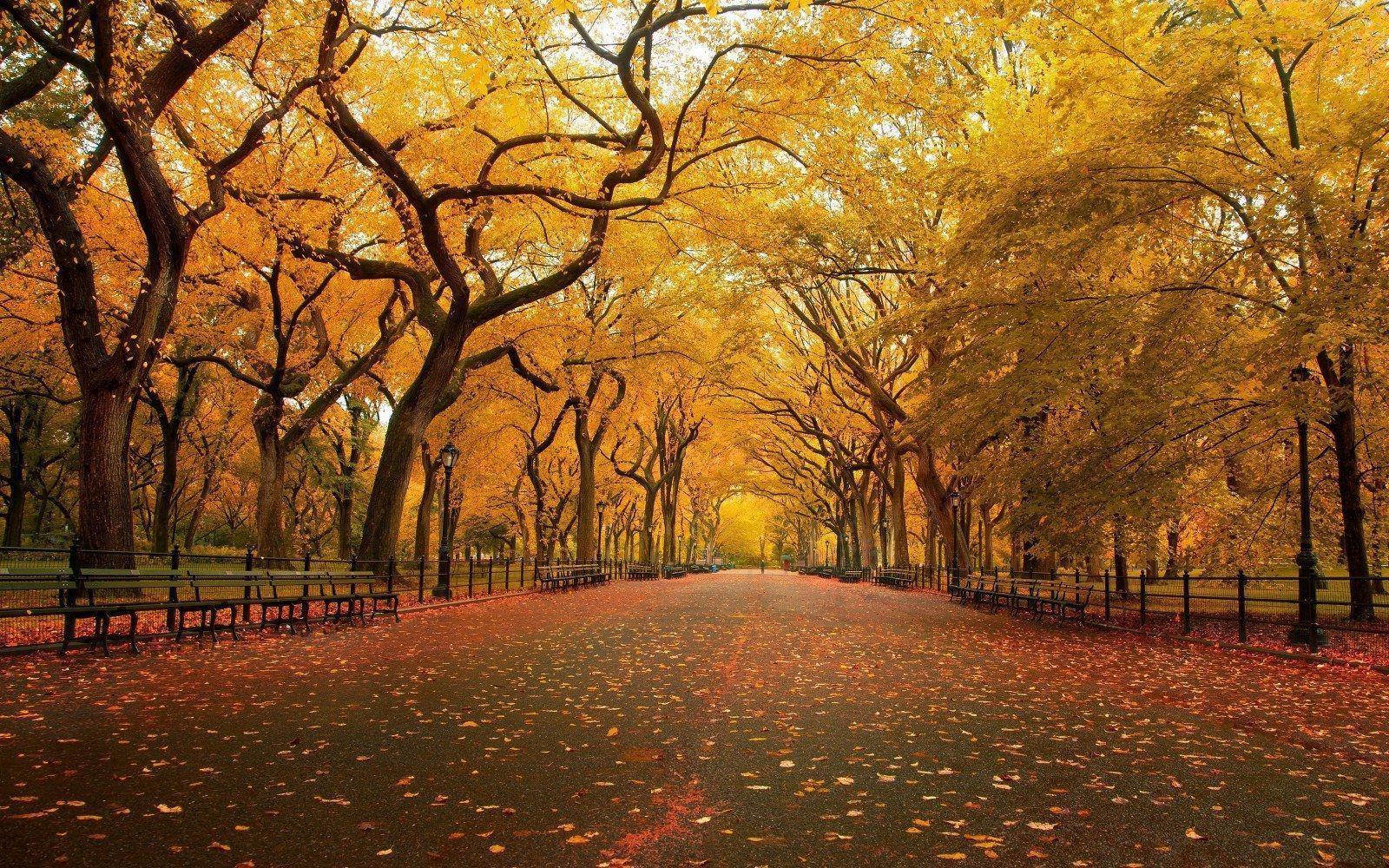 Autumn Scenes Picture HD Wallpaper