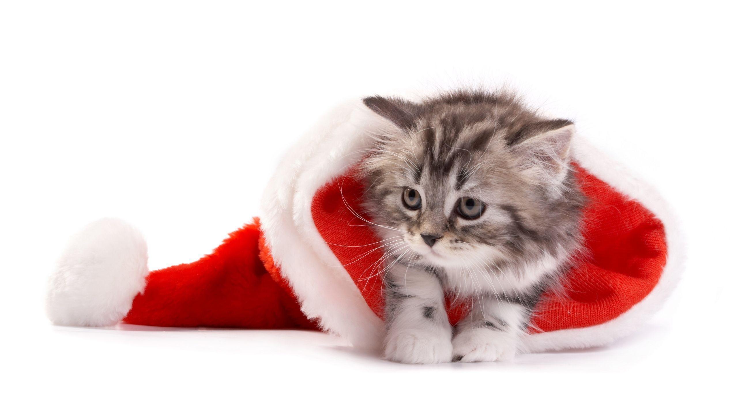 Pics For > Cute Christmas Kittens Wallpaper