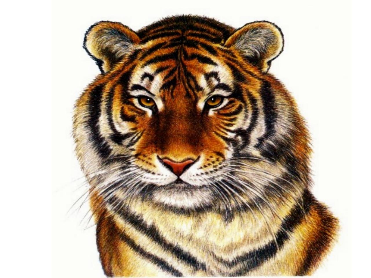 Tiger art white background free desktop background