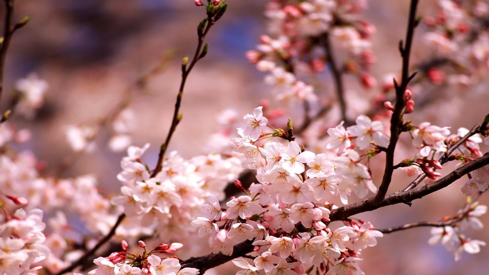 Cherry Blossom Wallpapers - Wallpaper Cave