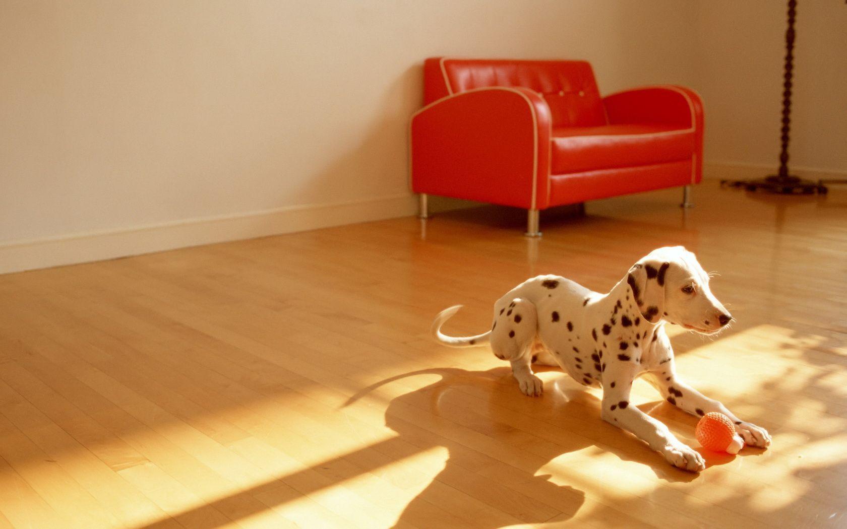 Dalmatian Dogs, puppies Picture, Image and Wallpaper