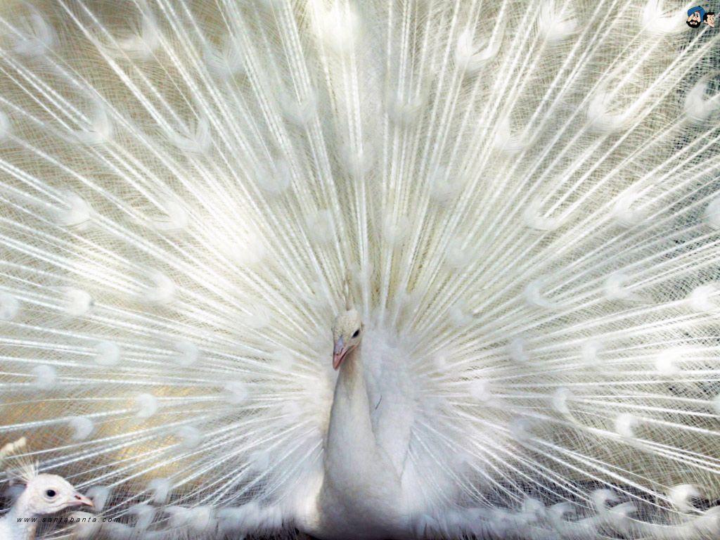 Wallpaper For > Wallpaper Of White Peacock
