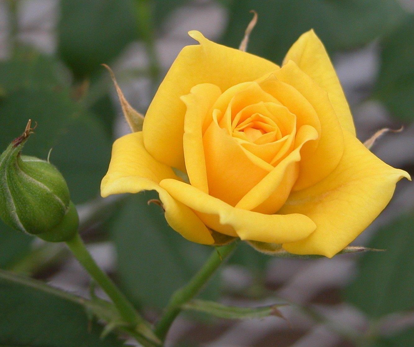 Yellow Rose Flower Desktop Wallpaper