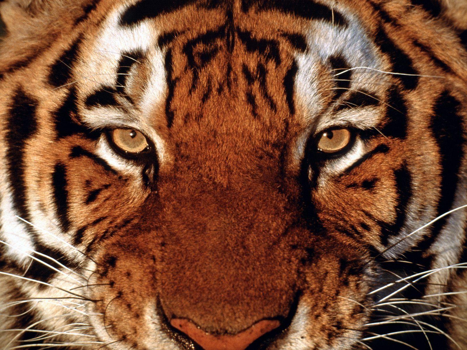 Wallpaper For > Tiger Face iPhone Wallpaper