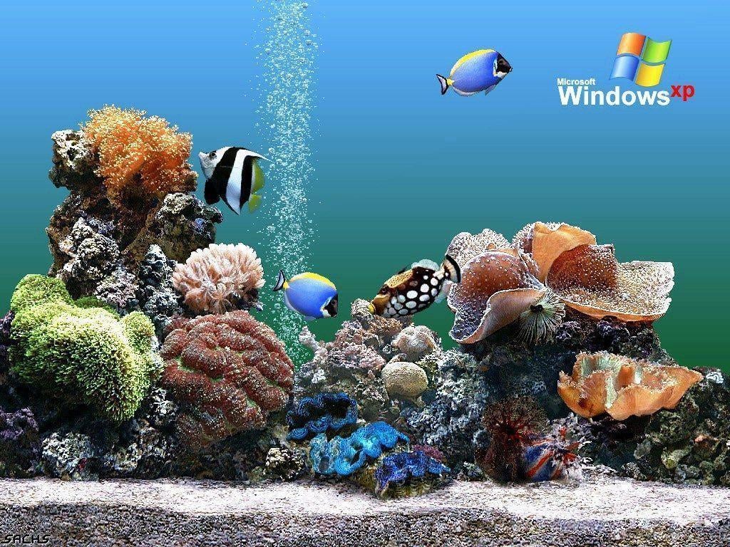 Download Free Aquarium Background Windows Aquarium Wallpaper