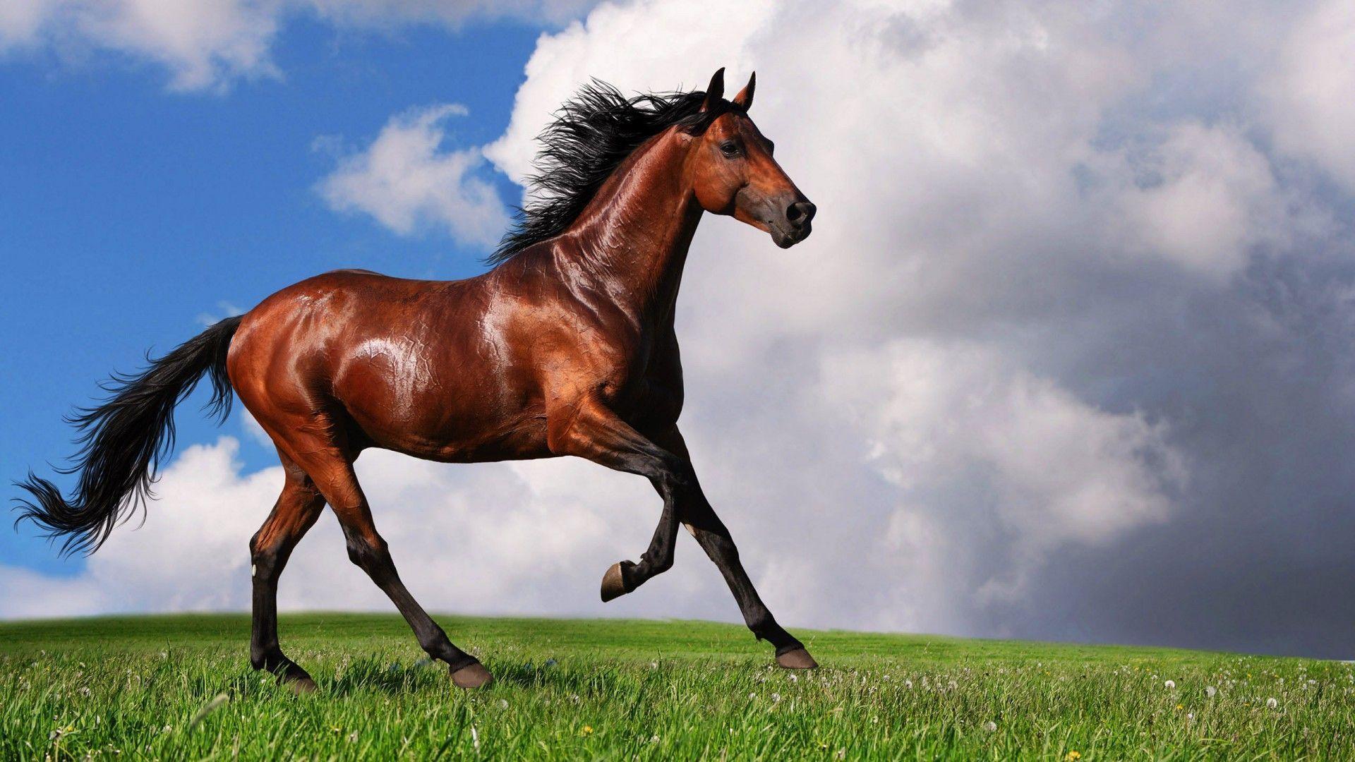 Equestrian Horses HD Wallpaper