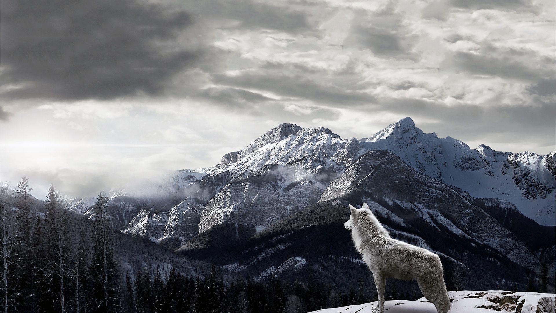 Animals For > Grey Wolf Wallpaper 1920x1080
