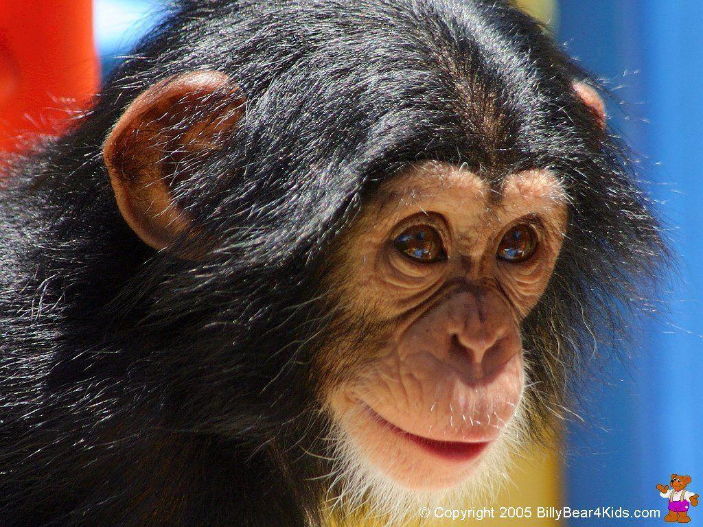 Chimpanzee Desktop Wallpaper