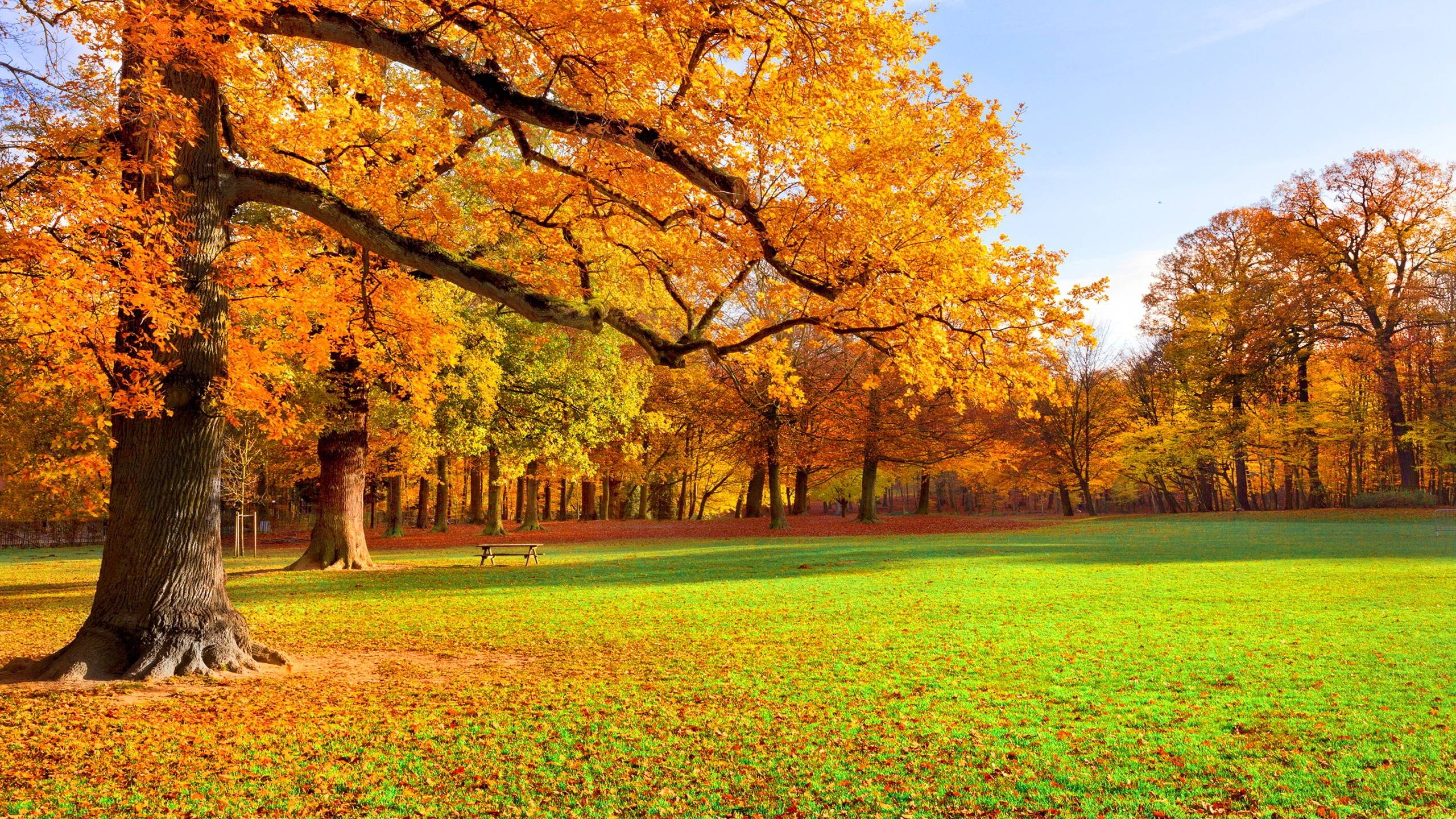 Park autumn scenery Wallpaper
