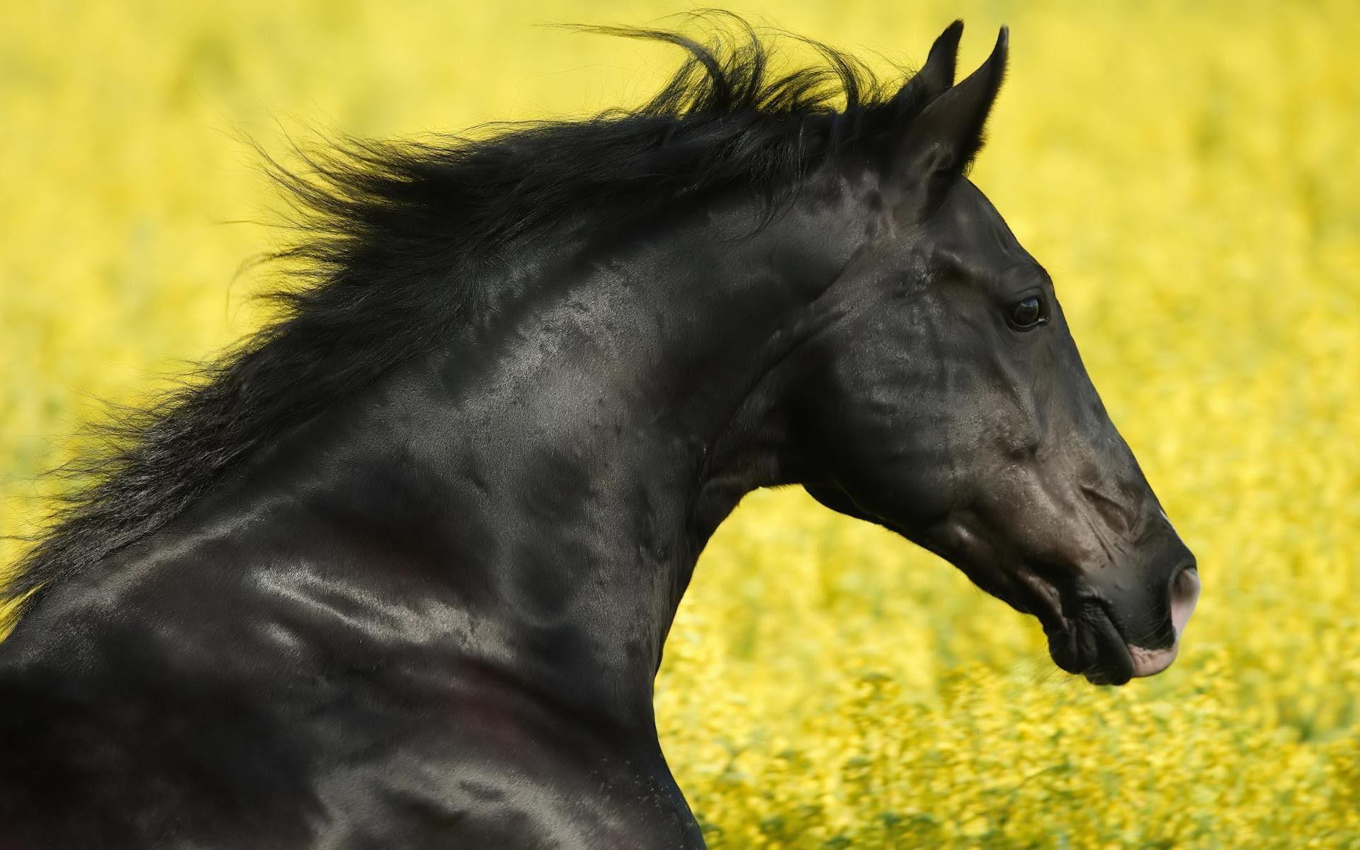 Black horse 1920x1200 Animal Wallpaper - #