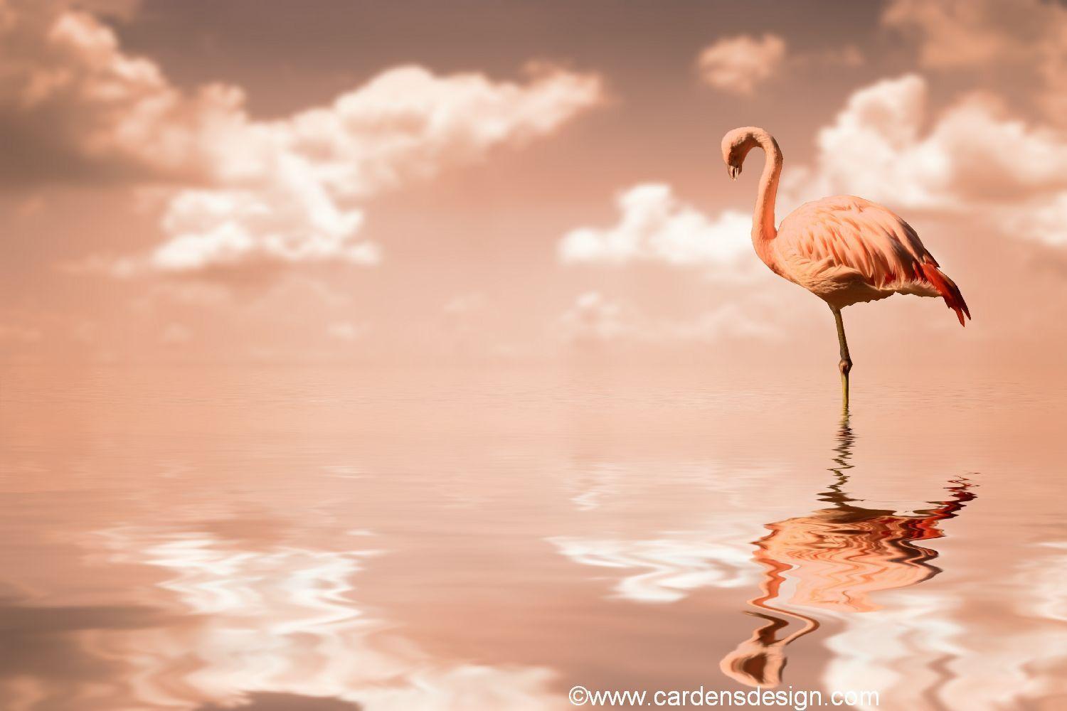 image For > Flamingo Wallpaper Tumblr