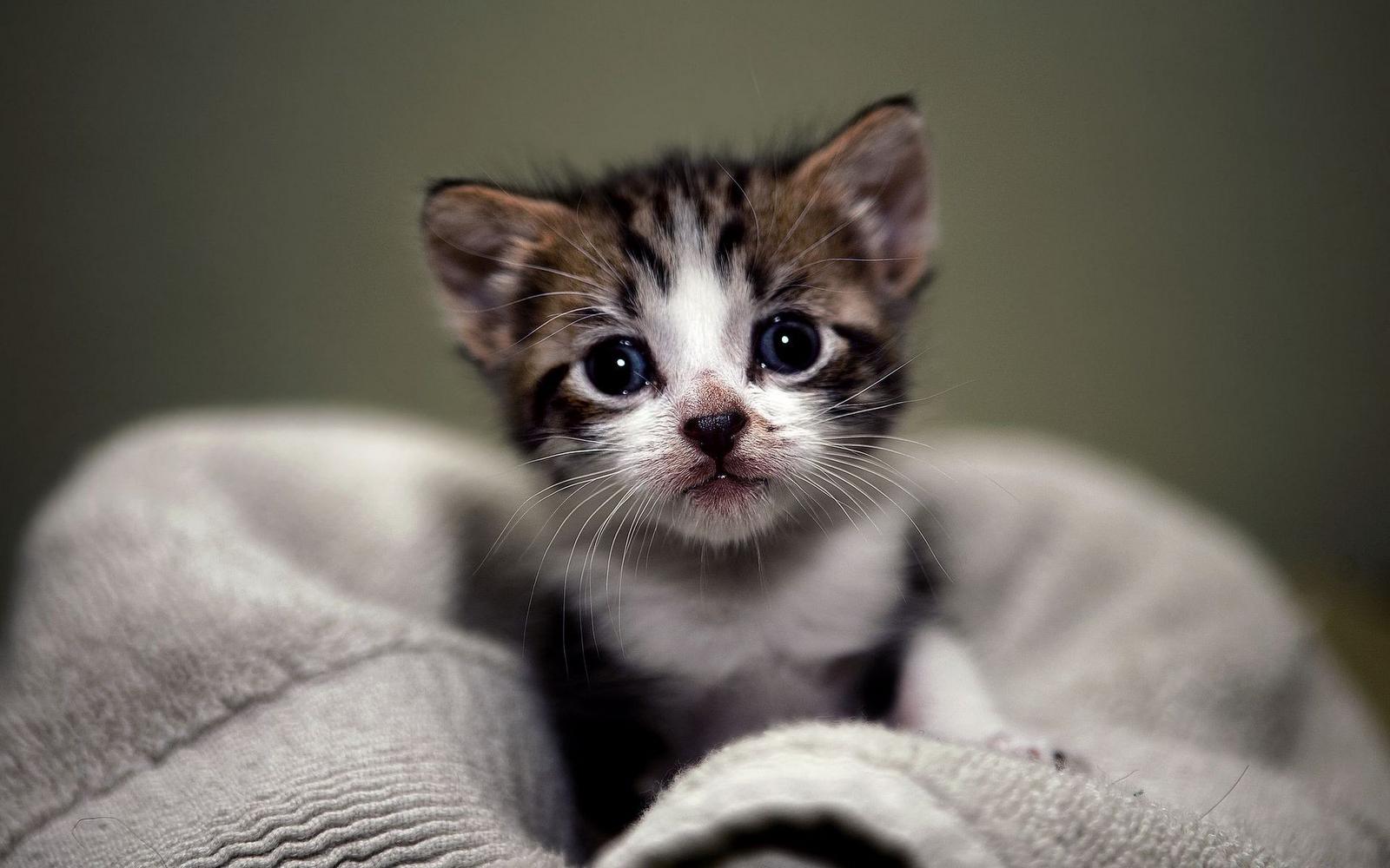 Cute Kittens Wallpaper HD Image & Picture
