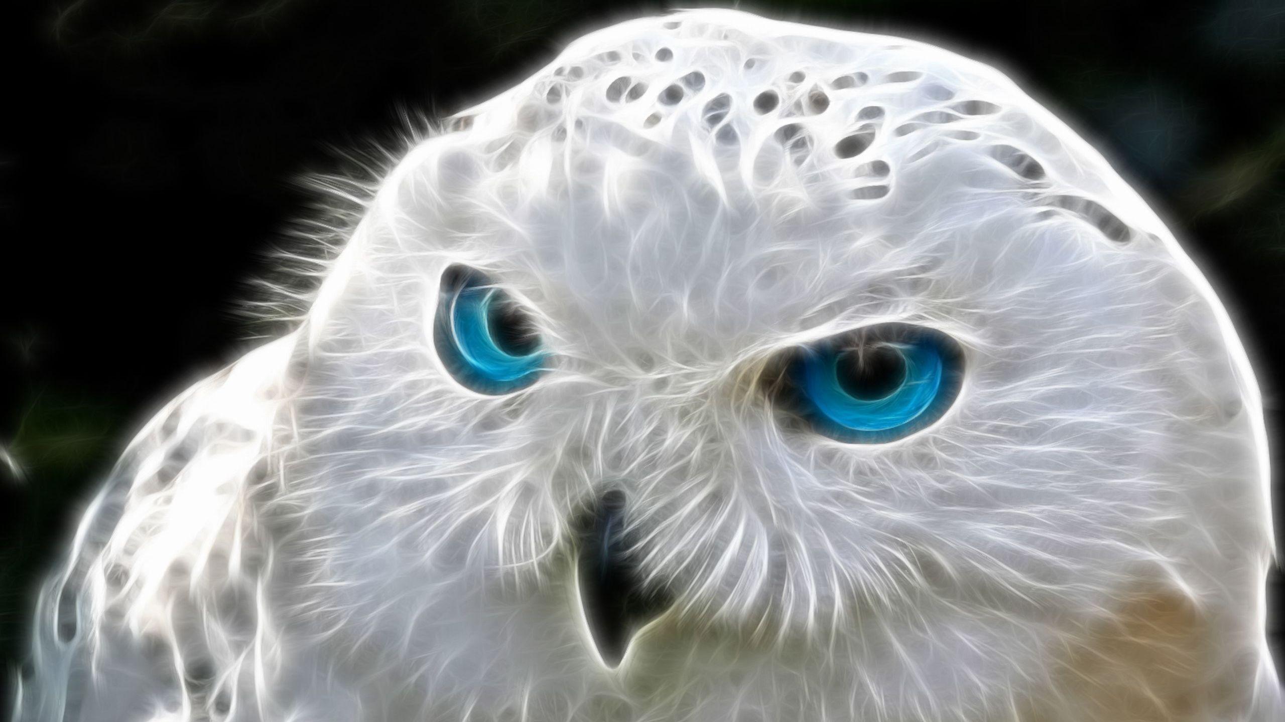 Art White Owl blue Eyes Wallpaper