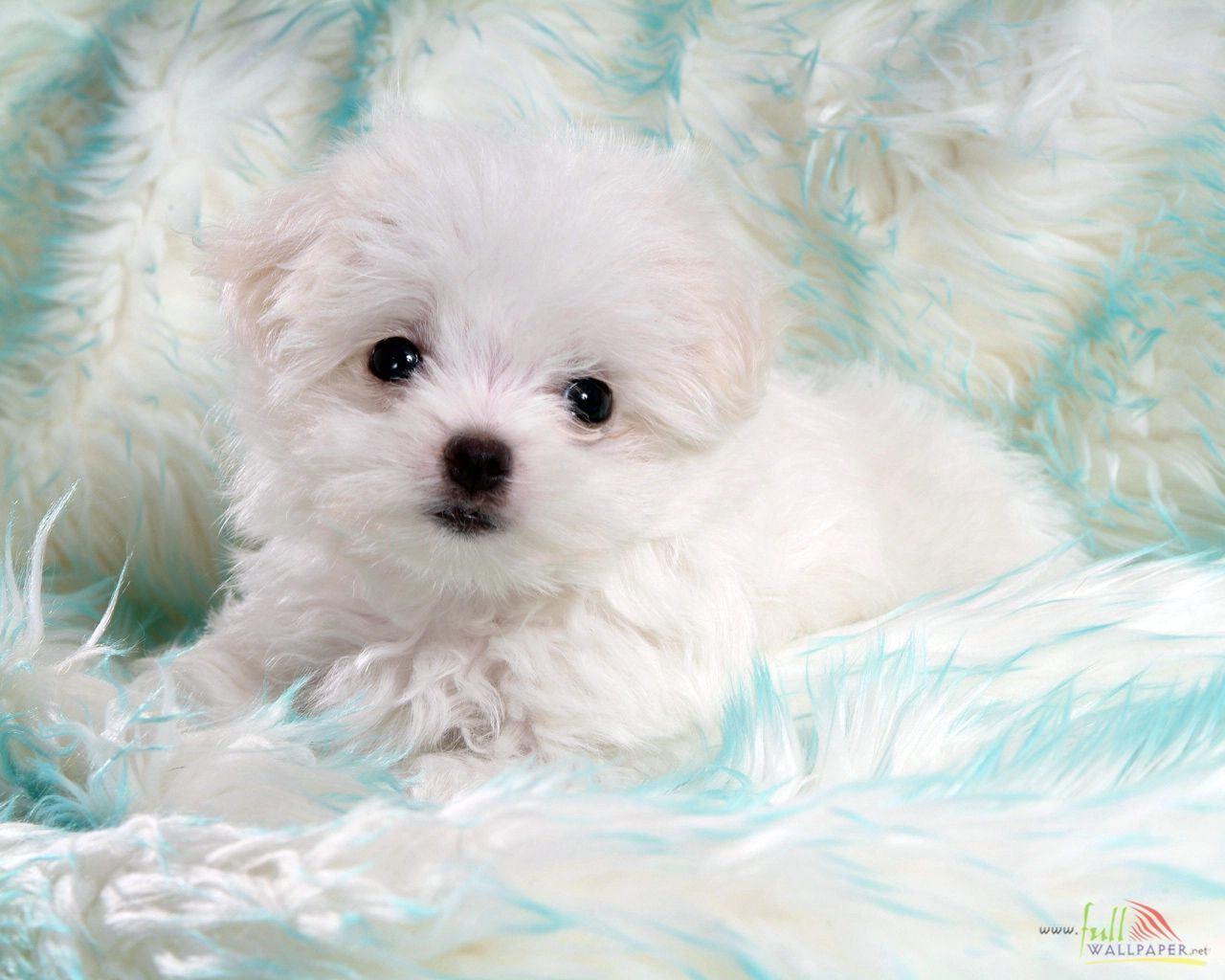 Baby Dog Wallpapers - Wallpaper Cave