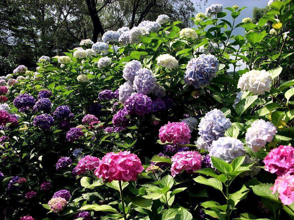 Lovely Admirable Beautiful Flower Garden Deskadmirable Wallpaper