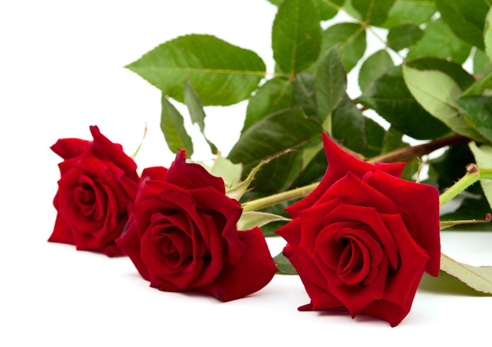 Flowers For > Beautiful Red Rose Flower Wallpaper