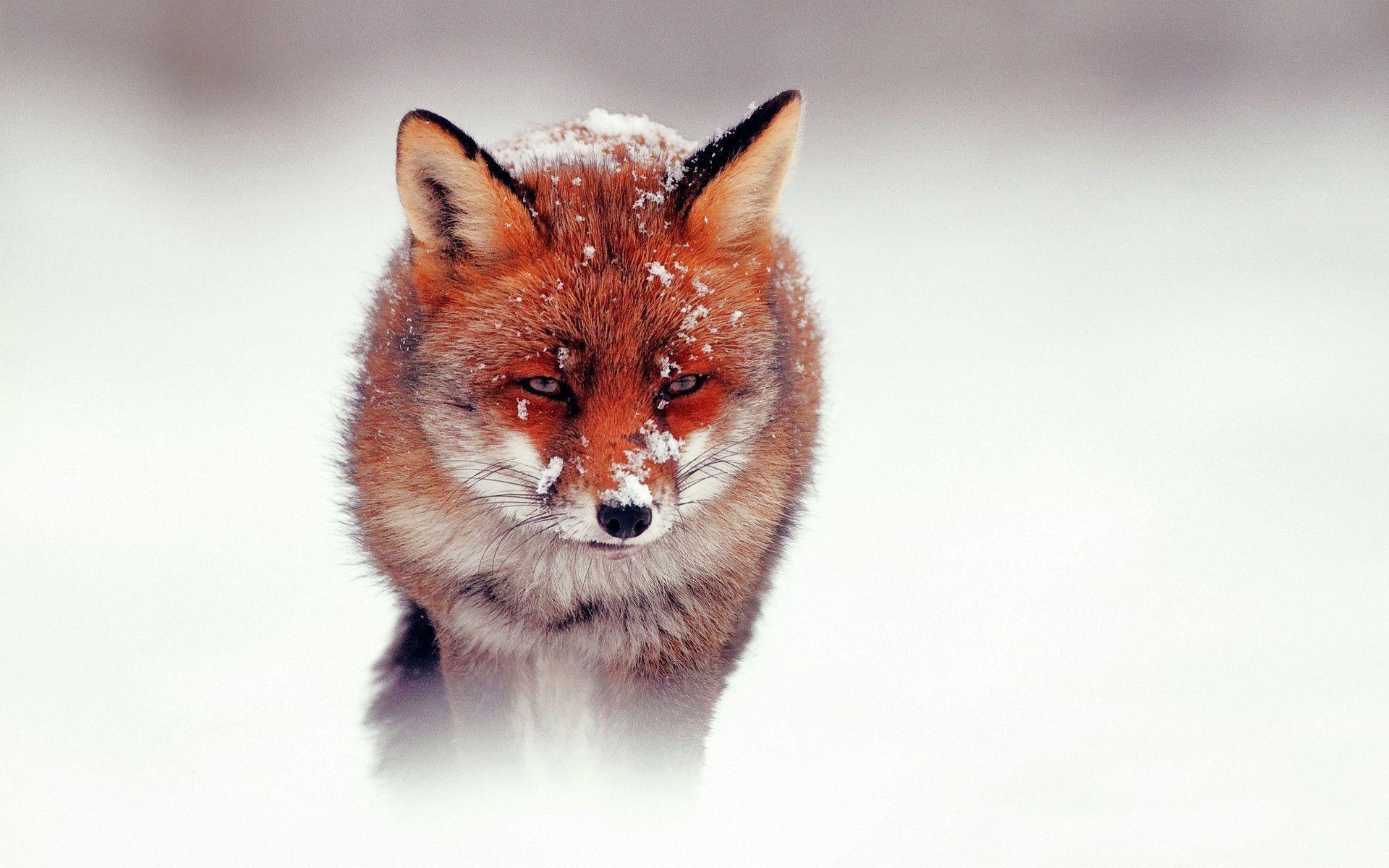 Cute Red Fox Face. Paravu.com. HD Wallpaper and Download Free