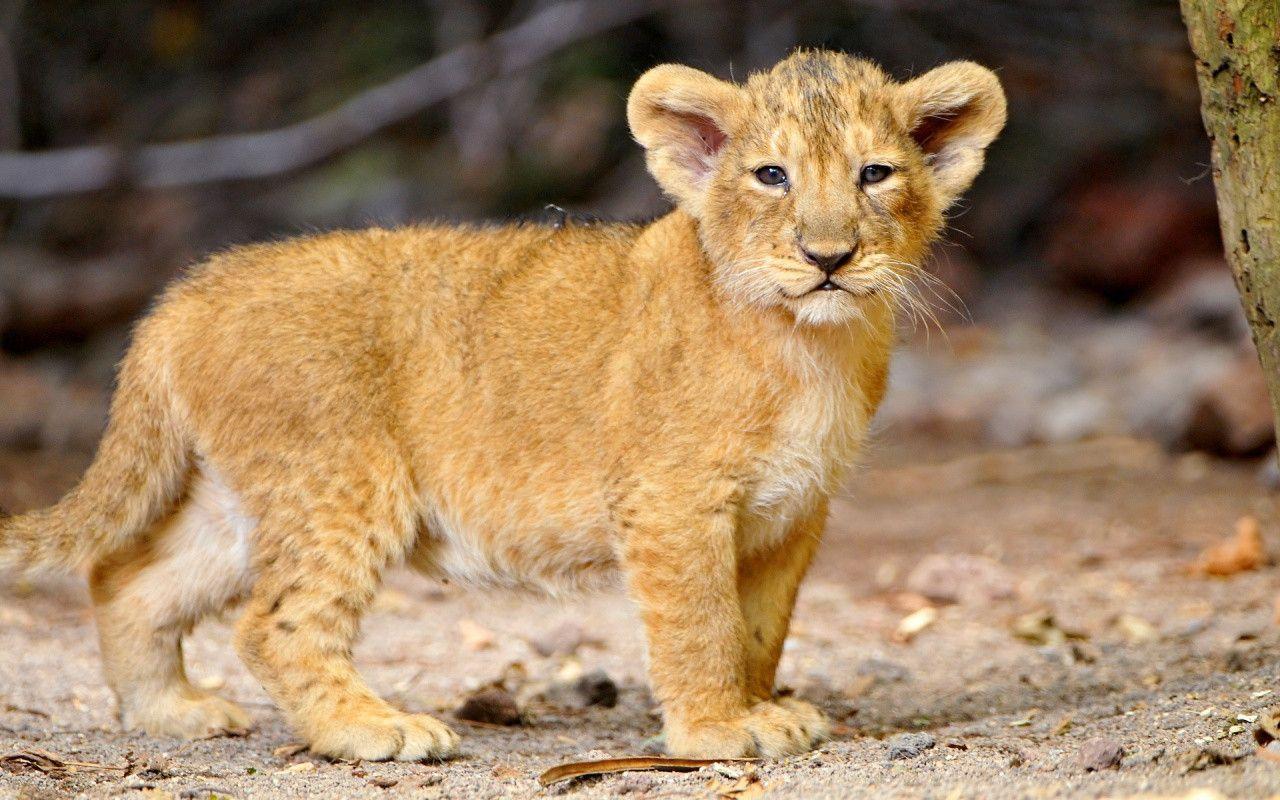 That&;s a cute little lion cub 1280x800 Wallpaper