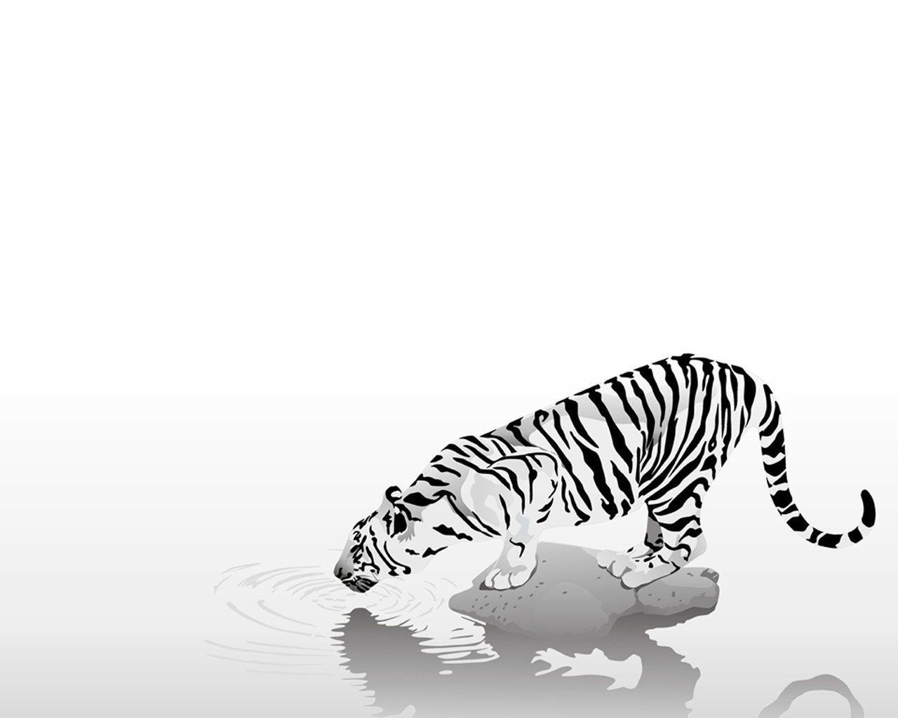 White Tiger Drinking Water / Misc / Desktop HD, iPhone, iPad