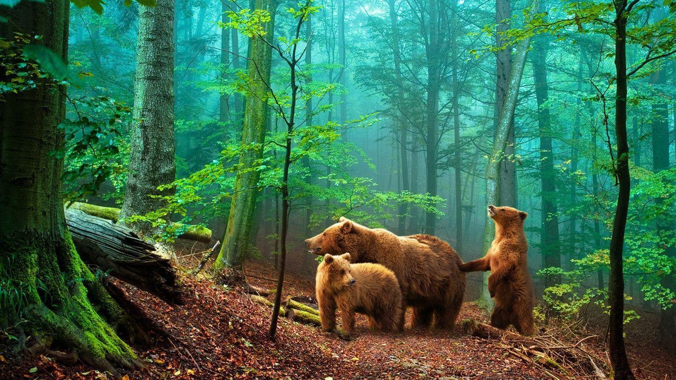 Brown bears in the forest Wallpaperx768 resolution